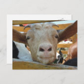 Goat Hello Postcard Postkarte (Vorne/Hinten)