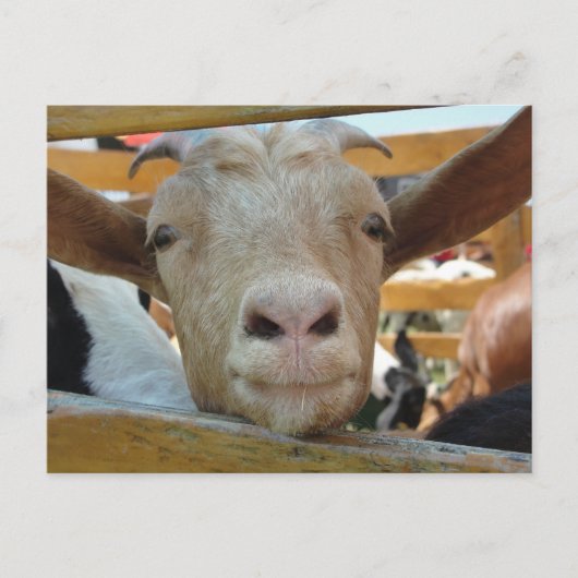 Goat Hello Postcard Postkarte (Vorderseite)
