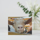 Goat Hello Postcard Postkarte (Stehend Vorderseite)