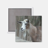 Goat Magnet (Vorderseite/Rückseite)