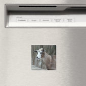 Goat Magnet (In Situ (Geschirrspüler))