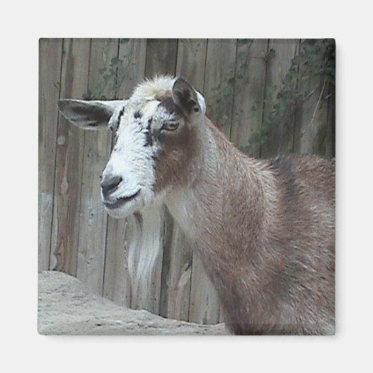Goat Magnet (Vorne)