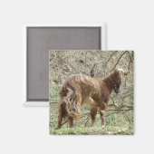 Goat Magnet (Vorderseite/Rückseite)