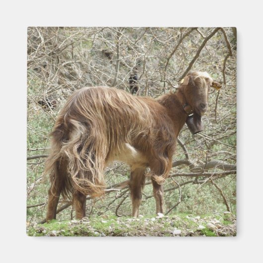 Goat Magnet (Vorne)