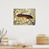 Goat Moth Raupe Poster (Küche)