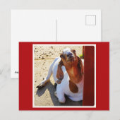 Goat Say's Cheese! Postkarte (Vorne/Hinten)