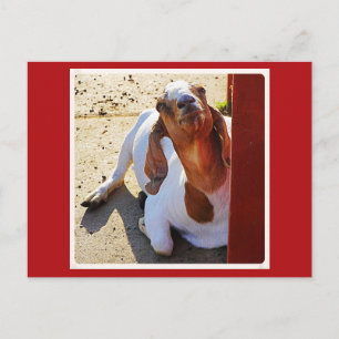 Goat Say's Cheese! Postkarte