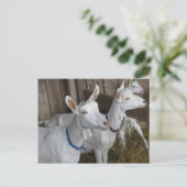 Goat Trio Postkarte (Stehend Vorderseite)
