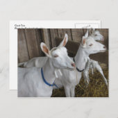 Goat Trio Postkarte (Vorne/Hinten)