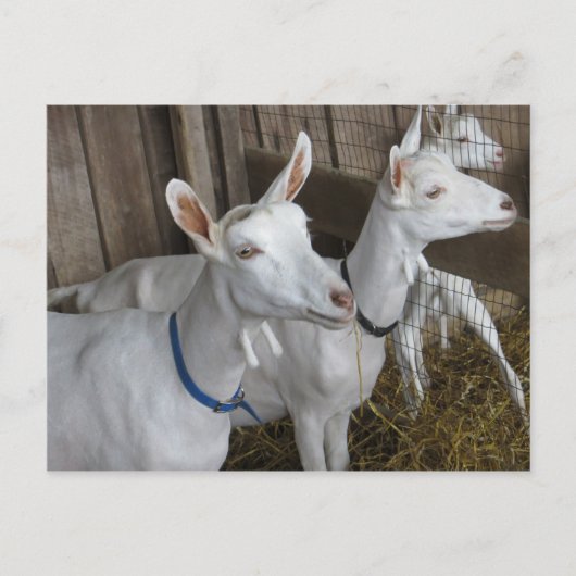 Goat Trio Postkarte (Vorderseite)