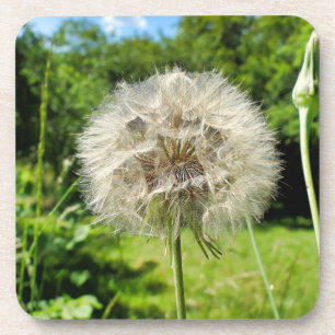 Goatsbeard-Wildblume Getränkeuntersetzer