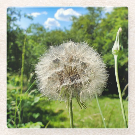 Goatsbeard-Wildblume Glasuntersetzer (Vorderseite)