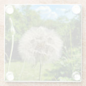Goatsbeard-Wildblume Glasuntersetzer (Rückseite)