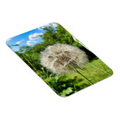 Goatsbeard-Wildblume Magnet (Rechte Seite)