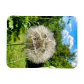 Goatsbeard-Wildblume Magnet (Horizontal)