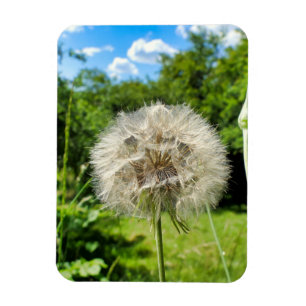 Goatsbeard-Wildblume Magnet