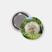 Goatsbeard-Wildblume Magnet (Vorderseite/Rückseite)