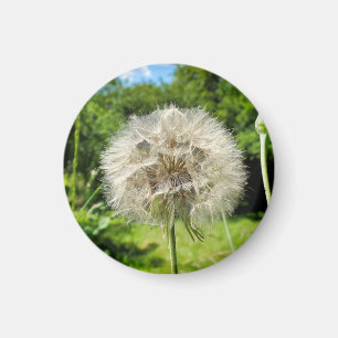 Goatsbeard-Wildblume Magnet