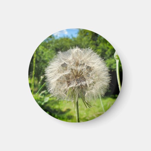 Goatsbeard-Wildblume Magnet (Vorne)