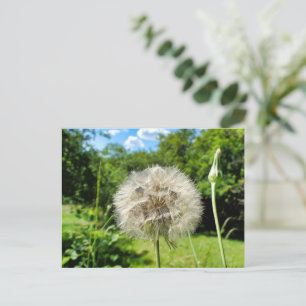 Goatsbeard-Wildblume Postkarte