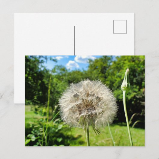 Goatsbeard-Wildblume Postkarte (Vorne/Hinten)