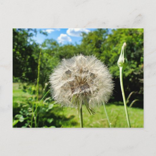 Goatsbeard-Wildblume Postkarte (Vorderseite)