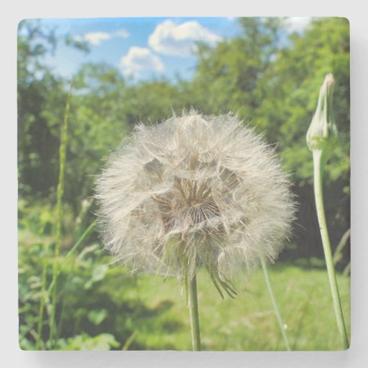 Goatsbeard-Wildblume Steinuntersetzer (Vorderseite)