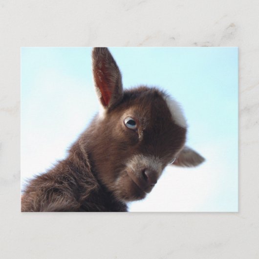 Goatzilla Postkarte (Vorderseite)
