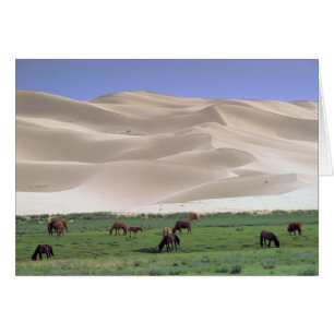Gobi-Wüste Wilde Pferde