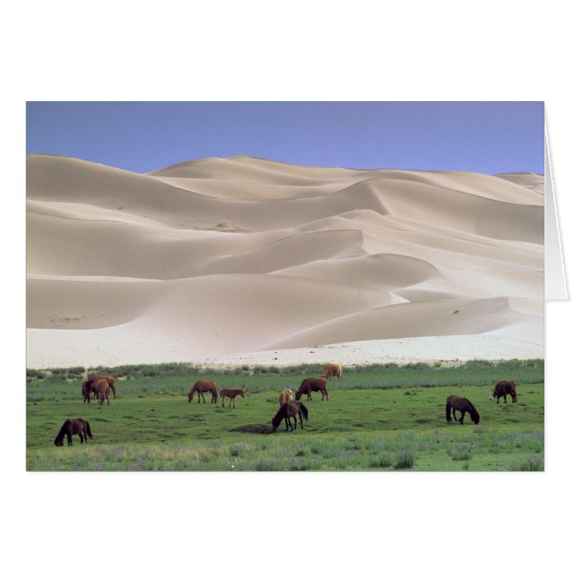 Gobi-Wüste | Wilde Pferde (Vorderseite (Horizontal))