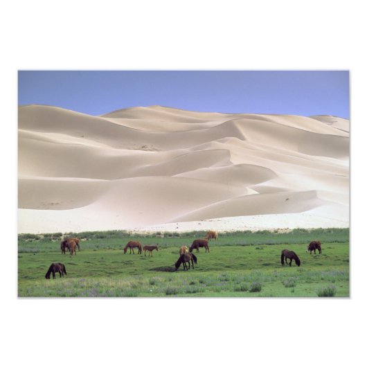 Gobi-Wüste | Wilde Pferde Fotodruck (Vorne)