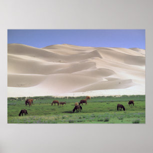 Gobi-Wüste   Wilde Pferde Poster