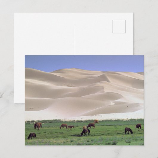 Gobi-Wüste | Wilde Pferde Postkarte (Vorne/Hinten)