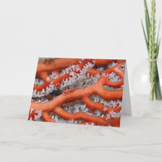 Goby Karte (Vorderseite)