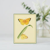 Godart's Colias Butterfly Postkarte (Stehend Vorderseite)