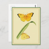 Godart's Colias Butterfly Postkarte (Vorne/Hinten)