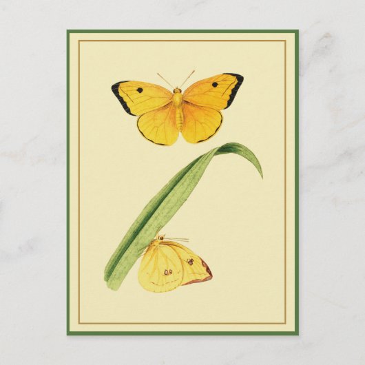 Godart's Colias Butterfly Postkarte (Vorderseite)