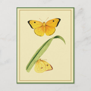 Godarts Colias Schmetterling Postkarte