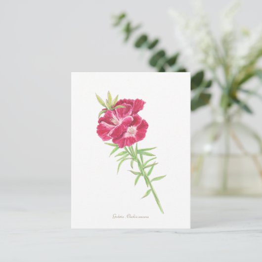 Godetia Postkarte (Stehend Vorderseite)