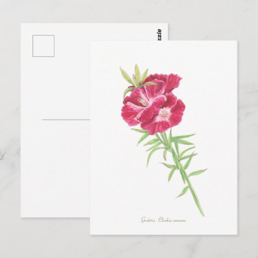 Godetia Postkarte (Vorne/Hinten)