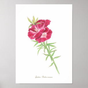 Godetia Print, Value Poster Paper (Matte)