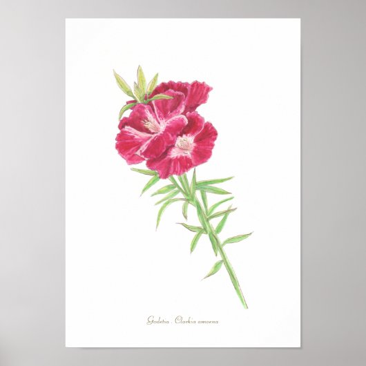 Godetia Print, Value Poster Paper (Matte) (Vorne)
