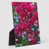 Godetia und Lobelia Fotoplatte (Seite)