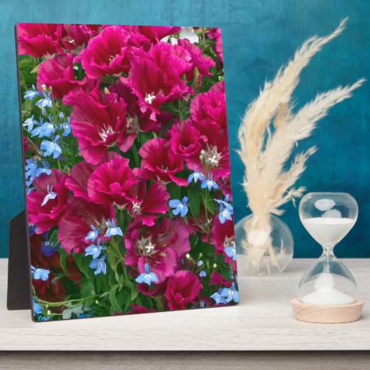 Godetia und Lobelia Fotoplatte (Seite)