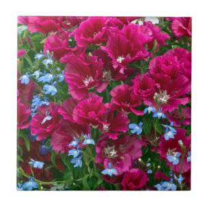 Godetia und Lobelia-Geschenke Fliese