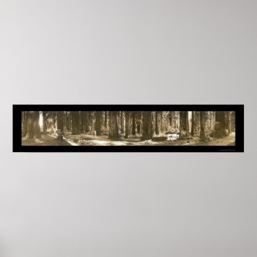 Gods Handiwork Redwood Foto 1912 Poster (Vorne)