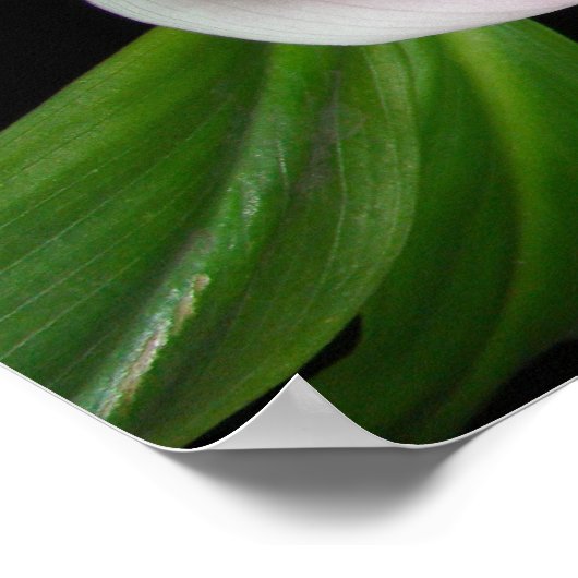 Gods Liebe Forded Calla Lily Blume Poster (Ecke)