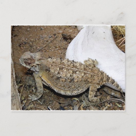 Godzilla-Rücksendungen Postkarte (Vorderseite)