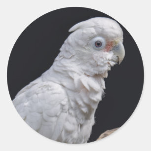 Goffin's Cockatoo-Aufkleber Runder Aufkleber