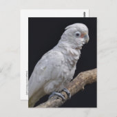 Goffin's Cockatoo-Postkarte Postkarte (Vorne/Hinten)